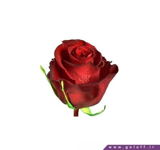 شاخه گل تولد - گل رز هلندی فوراوریانگ - Rose | گل آف